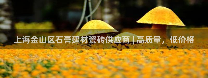 杏鑫主管